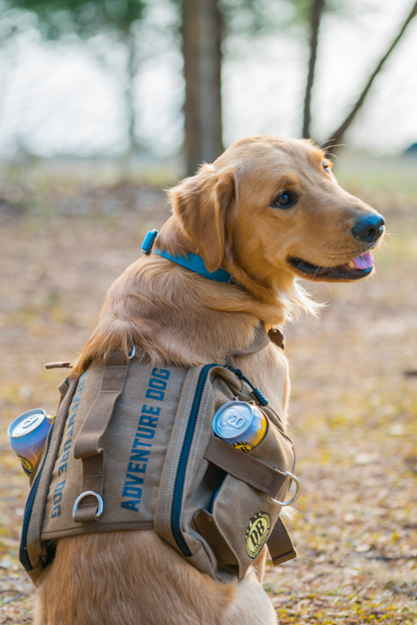 The goodest boy